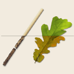 The increasing pollution by microplastics